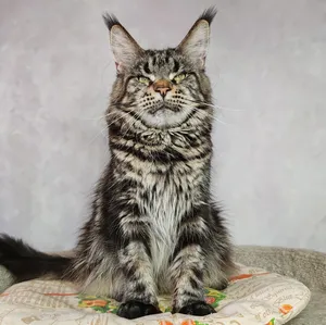 Maine Coon mother Gera