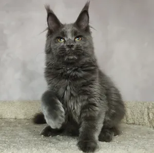 Мама мейн-кун VALKYRIE - фото 2