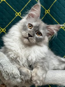 Maine Coon kitten Черный дым MCO ns  Boy - photo 5