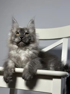 Maine Coon kitten