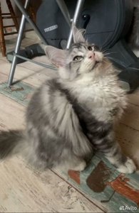 id:6219