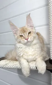 Котенок мейн-кун Красный тикированный  на  серебре MCO ds 25 Мальчик - фото 1